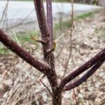 Cornus alternifolia кора