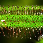 Drosera capensis Blad