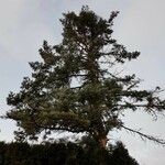 Abies concolor Costuma