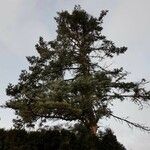 Abies concolor Облик