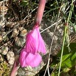 Dianthus alpinus Blomst