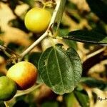 Ziziphus spina-christi Meyve