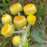 Helichrysum foetidum Žiedas