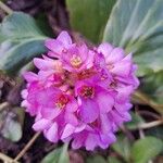 Bergenia crassifolia 花