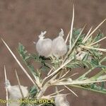 Astragalus armatus Fruit