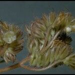 Phacelia hastata Flower