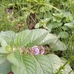 Mentha arvensis 花