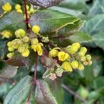 Berberis repens Цвят