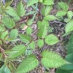 Astilbe japonica Leaf