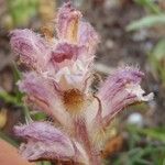 Orobanche pubescens 花