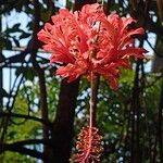 Hibiscus schizopetalus 花