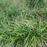 Carex pendula Feuille