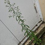 Erigeron sumatrensis Habit