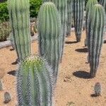 Pachycereus pringlei Yaprak