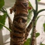 Colocasia esculenta кора