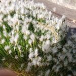 Trichophorum alpinum Flower