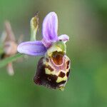 Ophrys fuciflora മറ്റ്