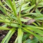 Eryngium agavifolium ഇല