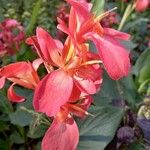 Canna indicaЦвят