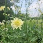 Cephalaria gigantea Blomma