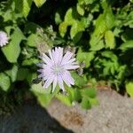 Lactuca macrophylla Fleur