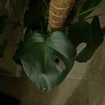 Monstera deliciosaЛіст