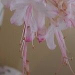 Rhododendron canescens Çiçek