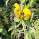 Phlomis fruticosaFloro