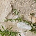 Anisosciadium orientale Likasa