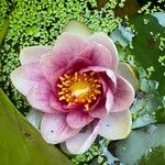 Nymphaea candida Flower