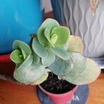 Kalanchoe marnieriana Листок