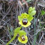 Ophrys lutea 樹皮