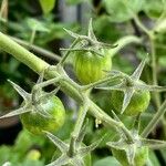 Solanum lycopersicum Fruit