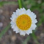 Ammobium alatum Flower