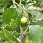 Acokanthera schimperi Frucht