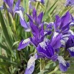 Iris sibirica Blüte