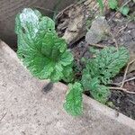 Senecio doria Leaf