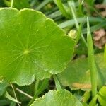 Hydrocotyle verticillata 葉