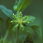 Acanthospermum hispidum Flower