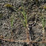 Carex arenaria 整株植物