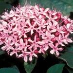 Clerodendrum bungei Kvet