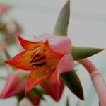Echeveria gibbiflora Flors