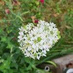 Allium tuberosum Çiçek