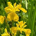 Iris pseudacorus Квітка