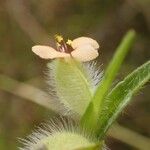 Commelina nigritana ᱵᱟᱦᱟ