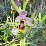 Ophrys tenthredinifera Цвят