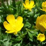 Ranunculus montanus Квітка