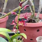 Dendrobium virotii 花