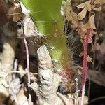 Epiphyllum phyllanthus Rusca