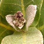 Calotropis procera ফুল